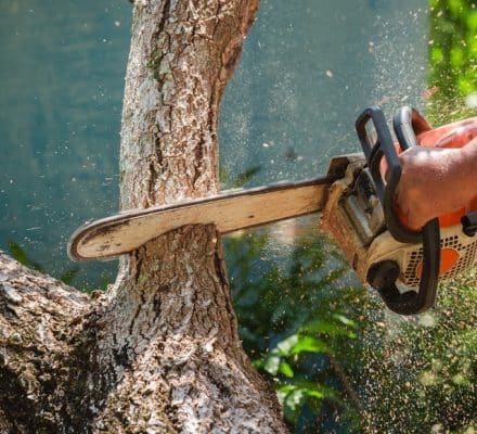 couper des branches sans utiliser de tronçonneuse
