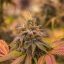cannabidiol