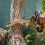 couper des branches sans utiliser de tronçonneuse