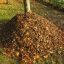 feuilles mortes terreau